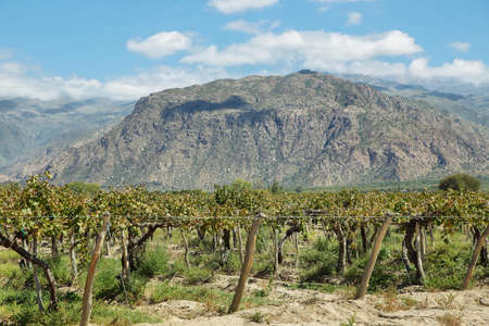 Vineyards with fall colors near Cafayate, Argentina