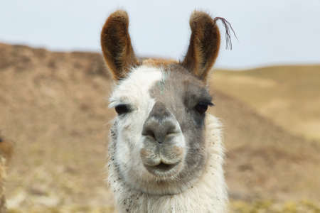 Closeup of a Llama in northern Argentina. Llama is a South american camelid, which live in the high...