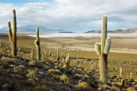 Salar de Coipasa on the border of Chile and Bolivia viewed from Chile.の写真素材