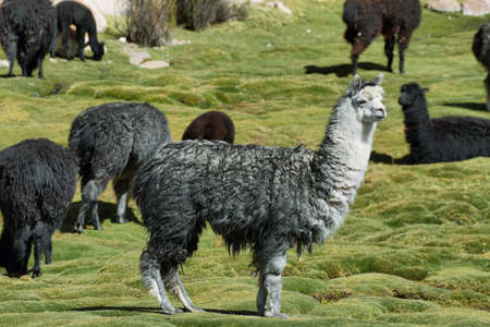 Alpacas grazing in volcano isluga national park, Chile