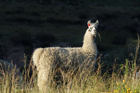 Closeup image of a lama eating in Putre village, Chile