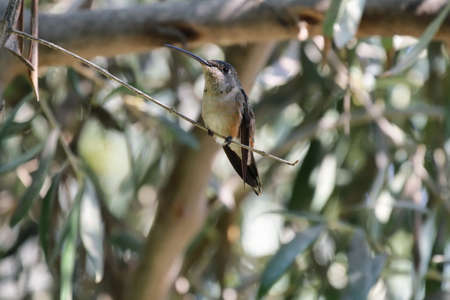 Oasis hummingbird (Rhodopis vesper) perched in a branch, Azapa valley, Chileの写真素材