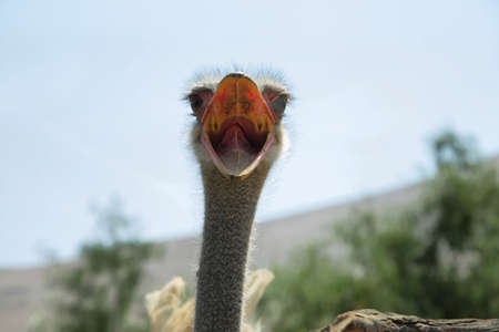 Threatening ostrich with open mouth