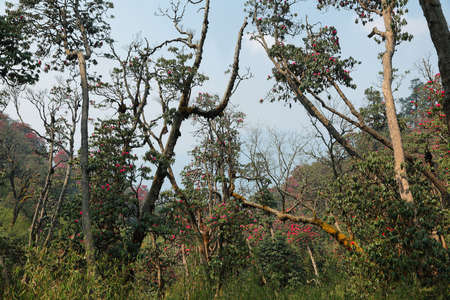 Rhododendron blossom along Annapurna base camp hiking trail. Nepal