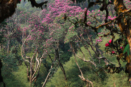 Rhododendron blossom along Annapurna base camp hiking trail. Nepalの写真素材