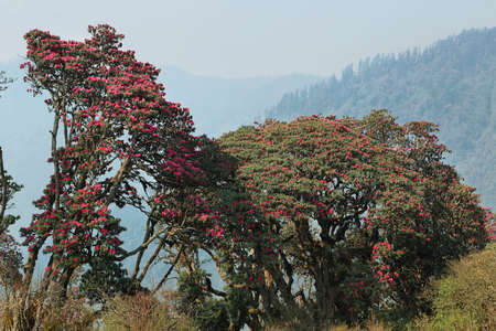 Rhododendron blossom along Annapurna base camp hiking trail. Nepalの写真素材