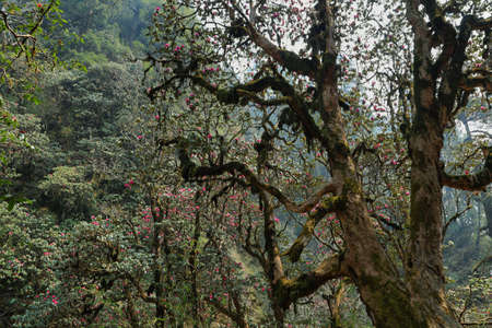 Rhododendron blossom along Annapurna base camp hiking trail. Nepalの写真素材