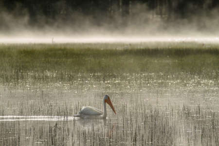 Great white pelican flapping on Elk lake on Cascades highway scenic byway, Oregon, USAの写真素材