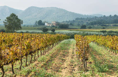 Landscape with autumn vineyards and farms at background near Vilafranca del Penedes, Catalunya, Spainの写真素材