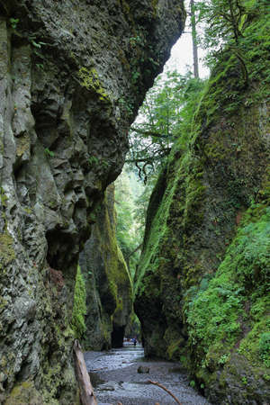 Oneonta Gorge. Columbia River Gorge, Oregonの写真素材