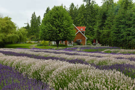 SEQUIM, USA - JUNE 21, 2016: Rows of fields of lavender flowers of diferent colors growing in June...