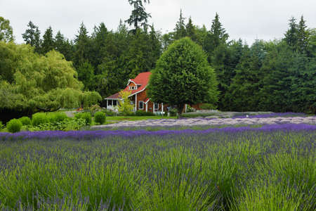 SEQUIM, USA - JUNE 21, 2016: Rows of fields of lavender flowers of diferent colors growing in June in Purple Haze farm, Sequim, Washington state, Usaのeditorial素材