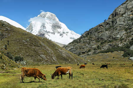 Mt Huascaran from Laguna 69 trail, Ancash province, Peruの写真素材
