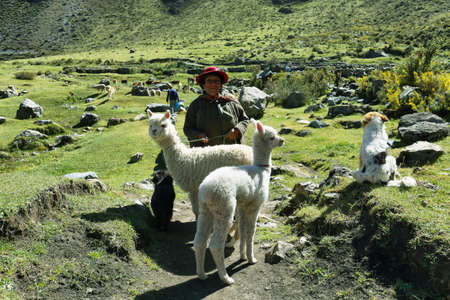 Vilca, Peru - June 13, 2017: indigenous woman with a couple of white hairy alpacas in rural village of Vilca in Nor Yauyos Cochas nature reserve, Peru.のeditorial素材
