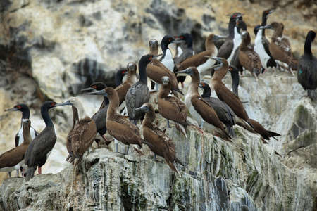 Blue footed boobies and other aquatic birds in rocky cliffs near Pucusana village in Peruの写真素材