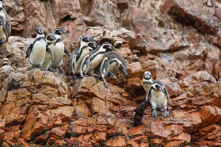 Humboldt Penguin in Ballestas islands, Peruの写真素材