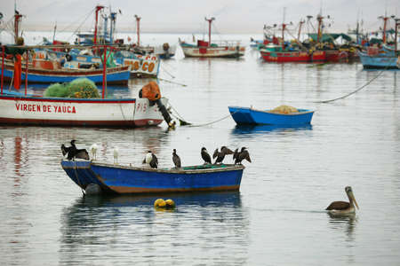 Paracas, Peru - June 16, 2017: Peruvian birds and boats in Paracas pier in a cloudy morning in Paracas, Ica, Peruのeditorial素材