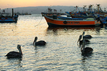 Paracas, Peru - June 15, 2017: Peruvian pelican and boats in Paracas pier at sunset in Paracas, Ica, Peruのeditorial素材