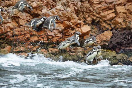 Humboldt Penguin in Ballestas islands, Peruの写真素材