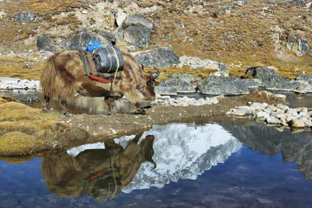 Yak and Lhotse peak reflected in water, ebc hiking trail, Nepalの写真素材