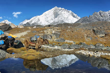 Yaks soaking in EBC hiking trail with Nuptse and Lhotse peaks views at background and reflected in the water, Nepalの写真素材