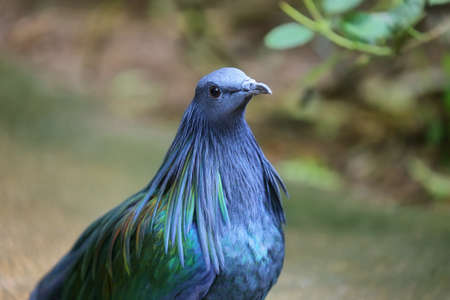 beautiful female Nicobar Pigeon (Caloenas nicobarica)