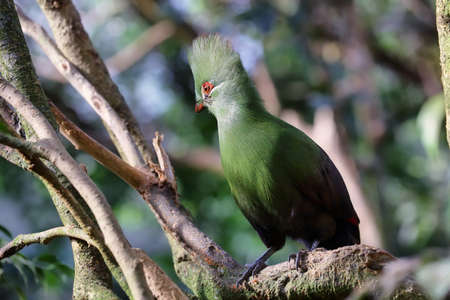 portrait of Green Touraco perched in a branch,Tauraco persa