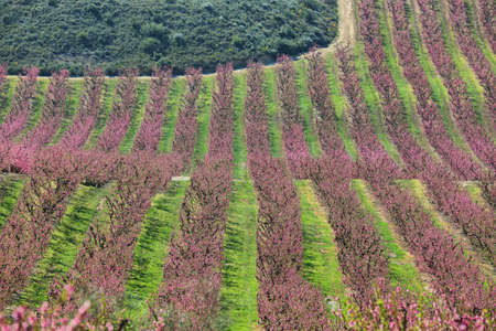Peach Trees in Early Spring Blooming in Aitona, Catalonia