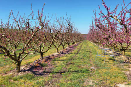 Peach Trees in Early Spring Blooming in Aitona, Catalonia