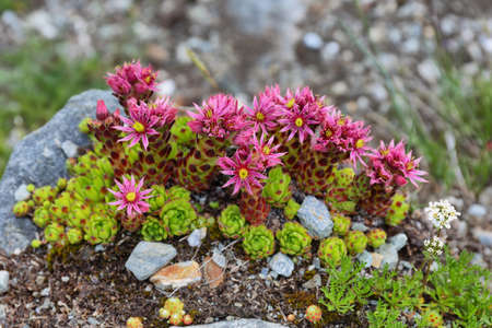 Alpine wild flower Thymus praecox, known as mother of thyme in Aosta valley, Italyの写真素材