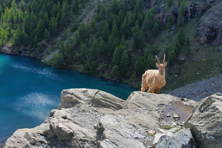 Chamois (Rupicapra rupicapra) near Blu lake in Aosta Valley, Italyの写真素材