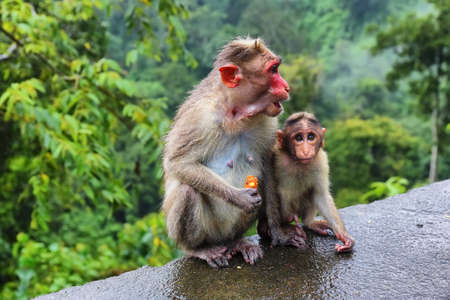 Baby wild Monkey with his mum (macaques) waiting for catching tourist food in the jungle near...
