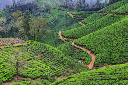 Lakshmi Estate tea plantations in Munnar, Kerala, Indiaの写真素材