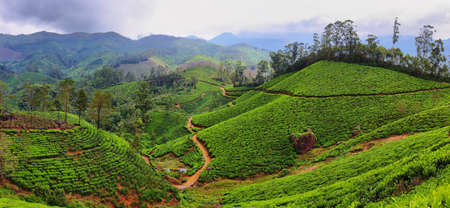 Lakshmi Estate tea plantations in Munnar, Kerala, India