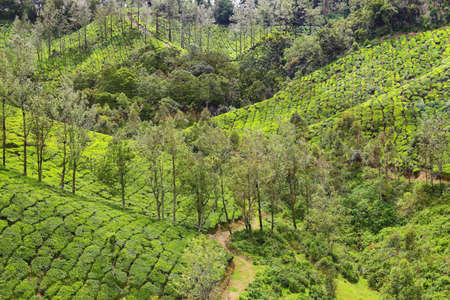 Tea plantations between Yellapatty and Top station in Munnar, Kerala, South India