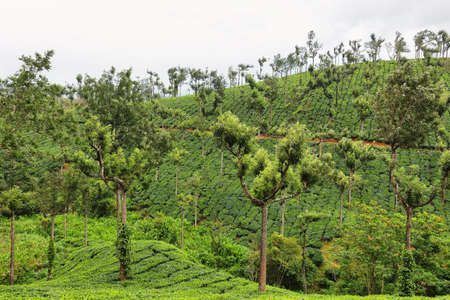 Tea plantations between Munnar and Thekkady, Kerala, South India
