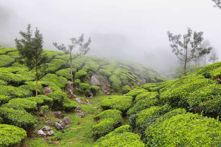 Kolukkumalai Tea plantations in a foggy day in Munnar, Kerala, South India