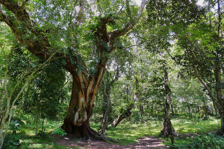 This amazing wildlife park is located in Kerala southern state of India. Sprawled over an area of 925 Sq .km., Periyar is one of the 27 tiger reserves in India.の写真素材