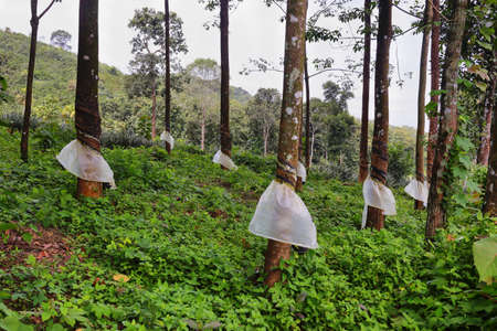 Tapping latex from a rubber trees in Kerala, South Indiaの写真素材