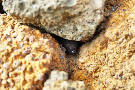 Lizard stares at the camera hidden in the rocks, Tenerife, Canary islands, Spainの写真素材
