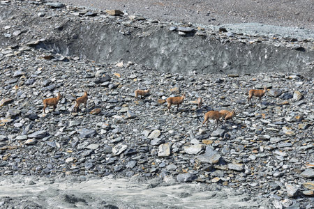 Herf od Chamois (Rupicapra rupicapra) in Gebroulaz glacier moraine, Vanoise national park,, French...