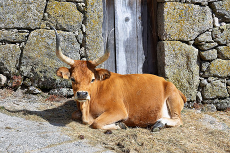 Brown Cow (Cachena / Barros