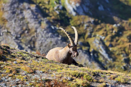 Alpine ibex (capra ibex) in Vanoise national park, french alps, Franceの写真素材