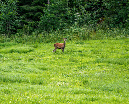 Alert roe deer, capreolus capreolus wild in nature near Innerdalen valley, Norway.の写真素材