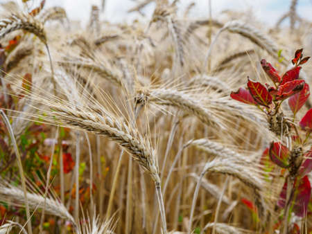Ears of wheat close up in summer. Luxembourg wheat fieldsの写真素材