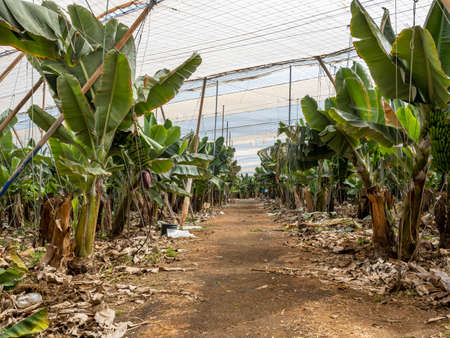 Green bananas in a greenhouse plantation, Grand Canary, Canary islands, spain. The canary banana is Cavendish bananaの写真素材