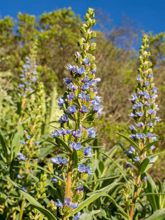 Blue Tajinaste (Echium callithyrsum) Valsequillo, Gran Canaria, Spain. Most of Tajinaste is endemic...