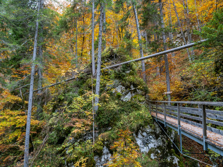 Beech forest and bridge on the way to Martuljek waterfall, Julian alps, Sloveniaの写真素材