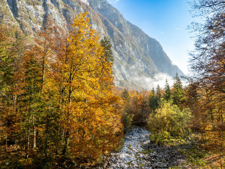 Foggy autumn forest close to Bohinj lake, Trigav national park, Sloveniaの写真素材