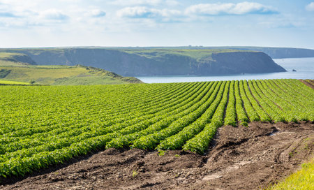 Marloes Peninsula plantation, Pembrokeshire coast in Wales, United Kingdomの写真素材